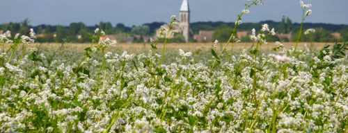Le pays de la galette recherche producteurs de sarrasin